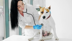 SRČANE BOLESTI KOD PASA Većini vlasnika simptomi kardiovaskularne slabosti nisu jasni na prvi pogled