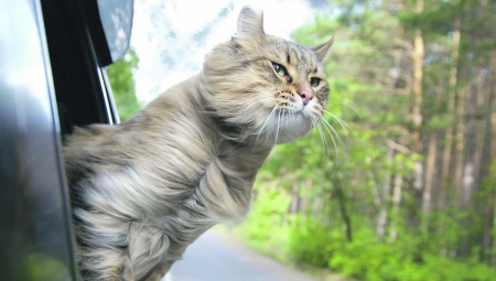 POTRESNA PRIČA, KOJA JE SVE RASPLAKALA Prešao 20 kilometara da bi se vratio porodici