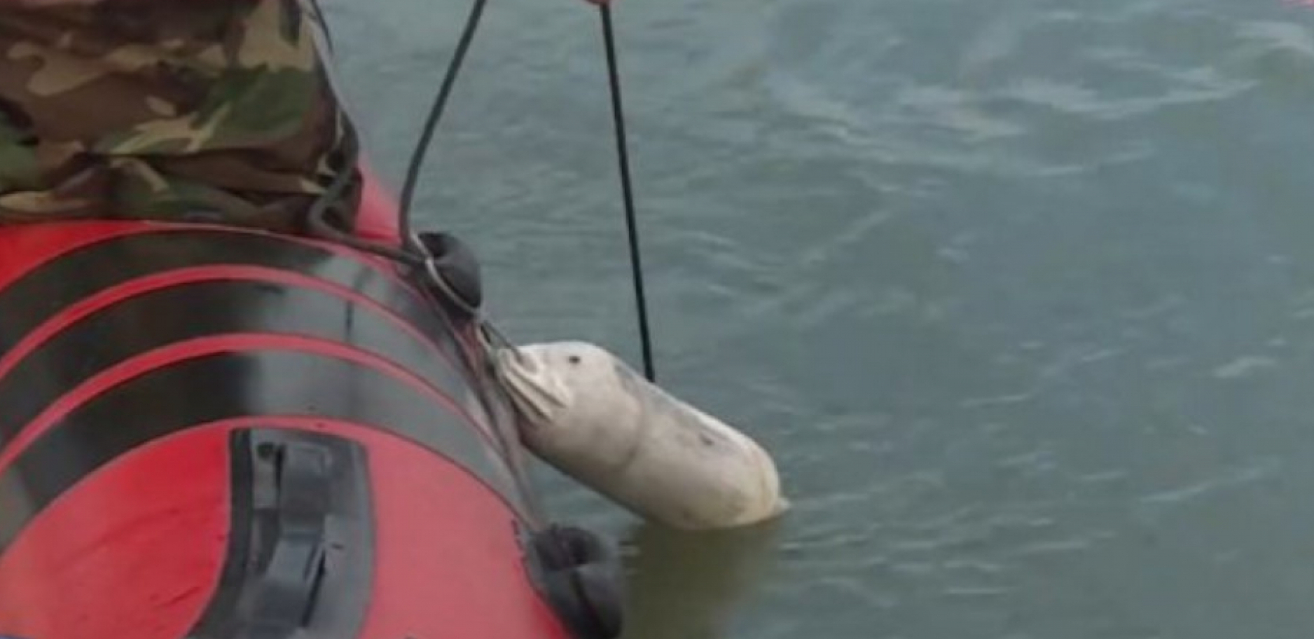 POGINUO MUŠKARAC U NOVOM SADU Stradao je kad mu se prevrnuo kajak