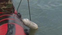 UŽAS U MAKIŠU Izvučeno telo iz Save, sumnja se da je reč o ženskoj osobi