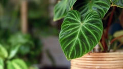 IMATE ČESTE GLAVOBOLJE I BOL U SINUSIMA? DOBRO PROVERITE - Moguće je da u stanu držite cveće koje ispušta otrov, evo koje je u pitanju