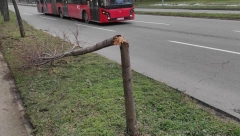 SVI "EKOLOZI" NIKOM PONIKOŠE I U CRNU ZEMLJU POGLEDAŠE Jeziva slika na Novom Beogradu: Kome smeta zeleni grad i čist vazduh?! (FOTO)