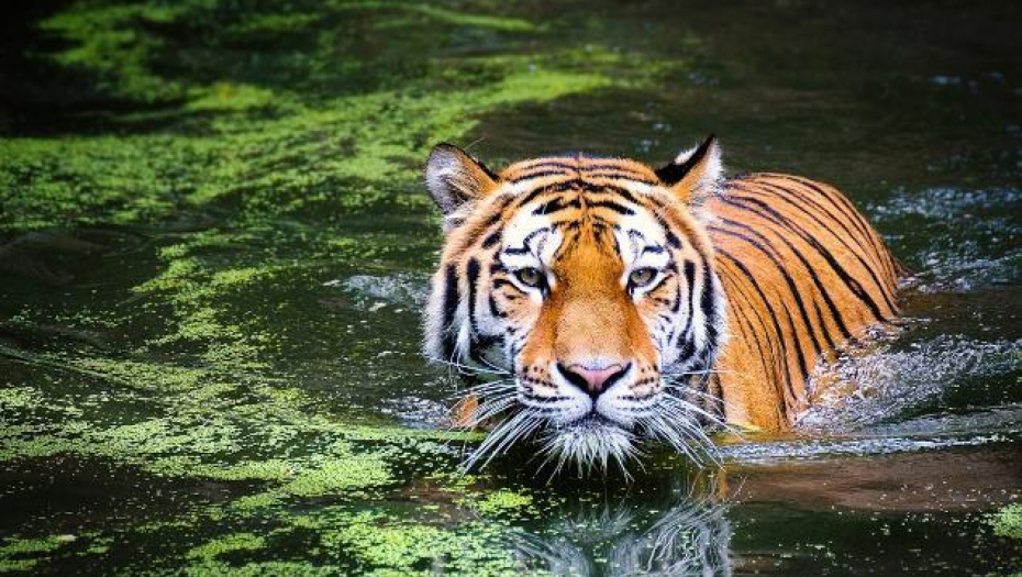 KINESKI HOROSKOP ZA 2022. GODINU Otkrijte ko ima velike izglede za unapređenje, a ko će zaraditi brdo para, jedan znak sigurno ide pred matičara