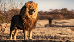 LAV KOJI JE KAO MLADUNČE PRONAĐEN U  BUDVI BIĆE UDOMLJEN U PRIHVATILIŠTU U JUŽNOJ AFRICI Veterinari navode da je u odličnom zdravstvenom stanju