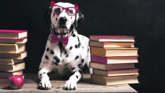 KUCE RAZLIKUJU JEZIKE Stručnjaci veruju da psi pamte jezike