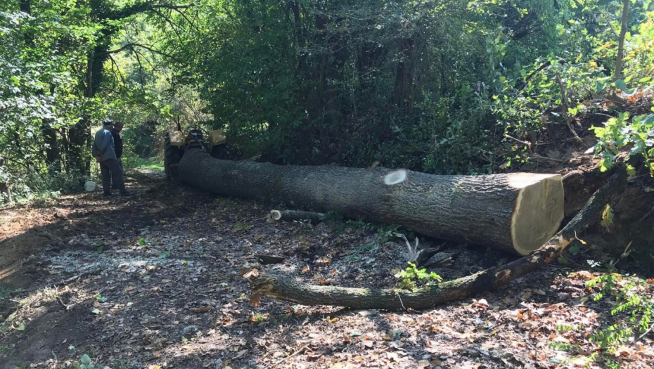 TRAGEDIJA U ŠUMI KOD KNJAŽEVCA Stablo palo na drvoseču, smrskalo mu karlicu, umro u bolnici