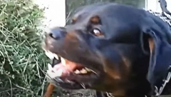 STRAVIČNE SCENE U LESKOVCU Pit bul raskomadao psa, njegov vlasnik od stresa doživeo INFARKT i PREMINUO na licu mesta!