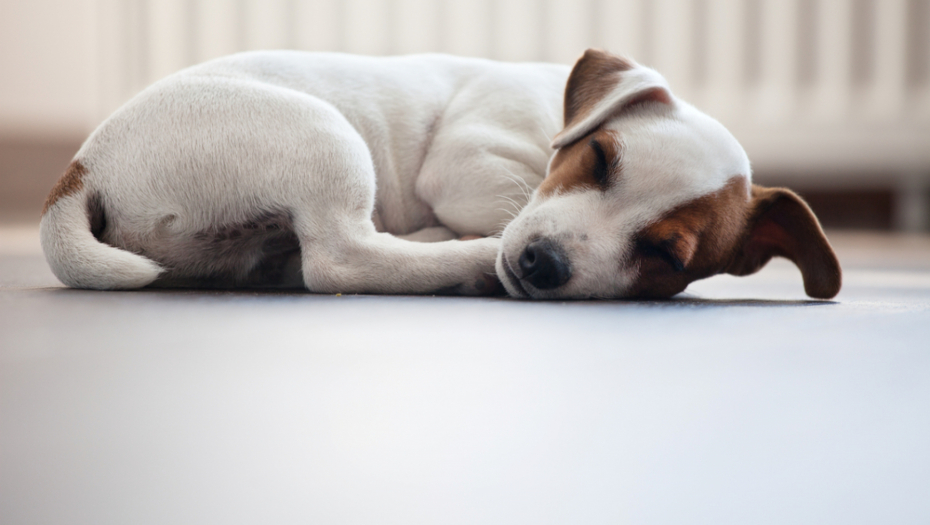 SVE MORA DA BUDE PO NJIHOVOM Ovo su najtvrdoglavije rase pasa