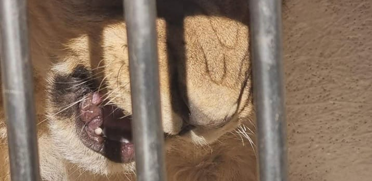 SPECIJALISTI TVRDE: Mladunče lava nema uslova da ostane u Crnoj Gori