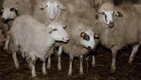 Na granici prijavili ovce, a švercovali jagnjad