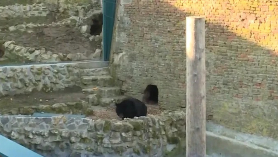 PROLEĆE NA PRAGU Medvedi Miša i Uroš se nisu vratili u pećinu