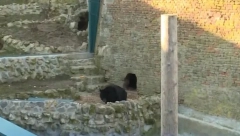 PROLEĆE NA PRAGU Medvedi Miša i Uroš se nisu vratili u pećinu