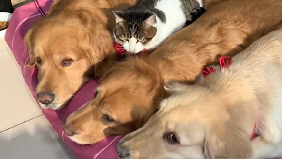 POGLEDAJTE KAKO OVA MACA UŽIVA SA PSIMA Ljubav nema granice (VIDEO)