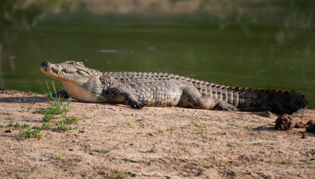 STRAVIČNO UBISTVO Bacio dečakovo telo aligatorima!