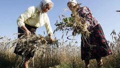 DA LI JE DAN ŽENA PROSLAVA ILI PROTEST Značaj 8. marta još uvek pokreće polemike - ravnopravnost ili privid prava