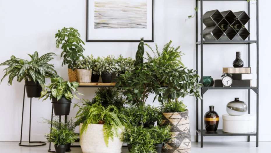 STAVITE IH U ĆOŠKOVE Ove sobne biljke upijaju buđ i vlagu kao od šale