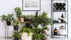 Upijaju vlagu i toksine: Četiri sobne biljke sprečavaju buđ i kondenzaciju u kući