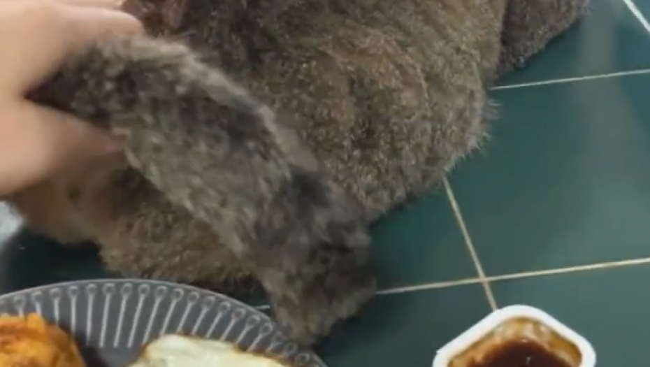 NASTAO JE PRAVI HAOS Pogledajte šta je ovaj kućni ljubimac priredio svojim vlasnicima (VIDEO)