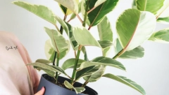 FENG ŠUI ZA 2023. GODINU Evo šta treba da promenite u kući za sreću i novac