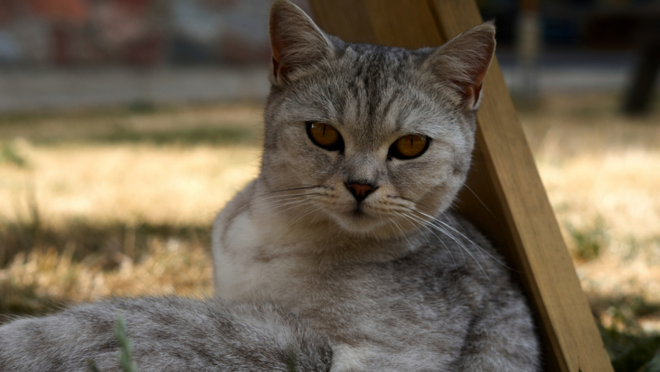 STRUČNJACI OBJAŠNJAVAJU Saznajte šta vaš ljubimac želi i misli u svakom trenutku