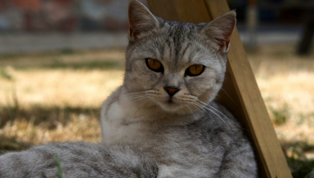 Naučnici otkrili: Mačke mogu da pomognu u istrazi zločina