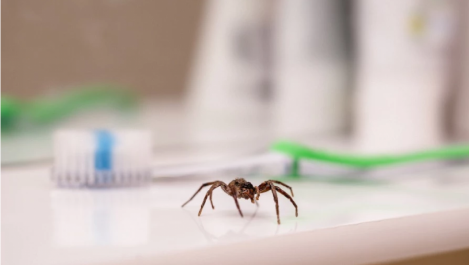 OVAJ ČOVEK ŽIVI SA PREKO 700 TARANTULA Ono što sada ima u planu će vas šokirati