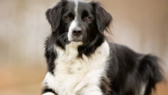 VETERINARI TVRDE Ovih 7 rasa pasa su najdugovečniji - prosečan žive između 12 i 16 godina