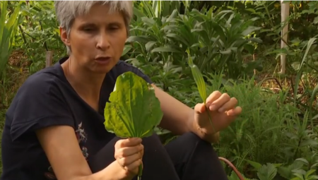 ČUDO NARODNE MEDICINE RASTE U SRBIJI Nalazi se u svakom dvorištu, leči sve od dijabetesa do živih rana