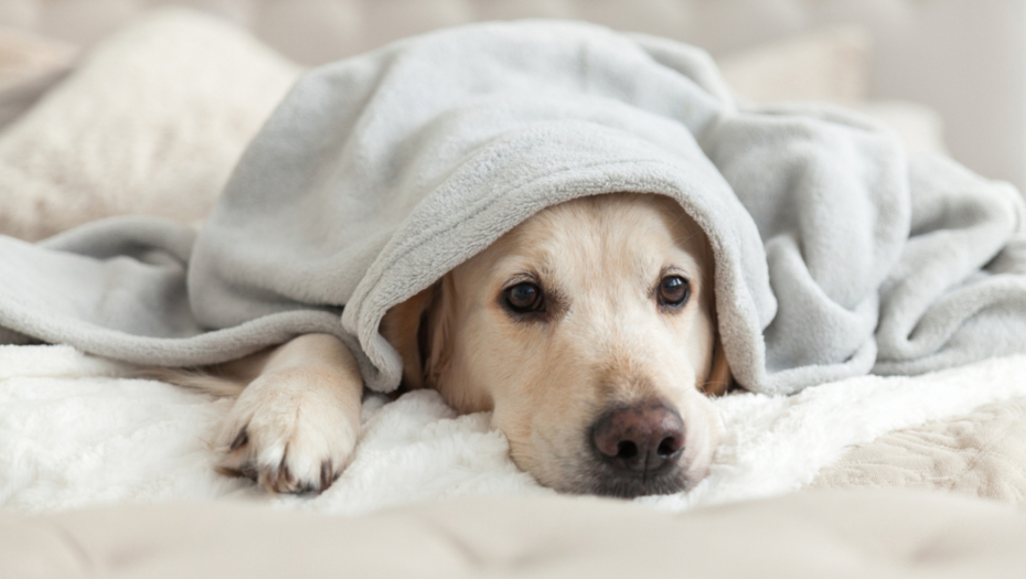 Brže pamte: Pet najinteligentnijih rasa pasa
