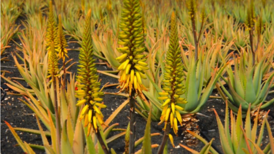 ZOVU JE ĆUPOM ZDRAVLJA Ovu biljku obavezno držite u kući