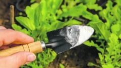 JEFTINO I BEZ HEMIKALIJA Efikasno i netoksično sredstvo protiv korova