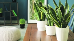 BEZ PO MUKE Razmnožite svoju dracenu brzo i lako