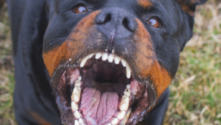 Dobro razmislite: Ove rase pasa nisu dobar izbor za svakoga