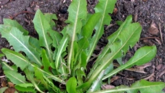 RASTE NA SVAKOM KORAKU, A VREDI KAO SUVO ZLATO Salata ove biljke pogodna je za jetru i srce