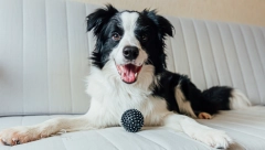 Imaju neverovatnu moć: Psi mogu da osete kakva ste osoba