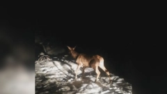 OVA DIVLJAČ JE BILA NA IVICI ISTREBLJENJA Sada se mogu videti novi primerci na Zlatiboru, a uskoro očekuju MLADE