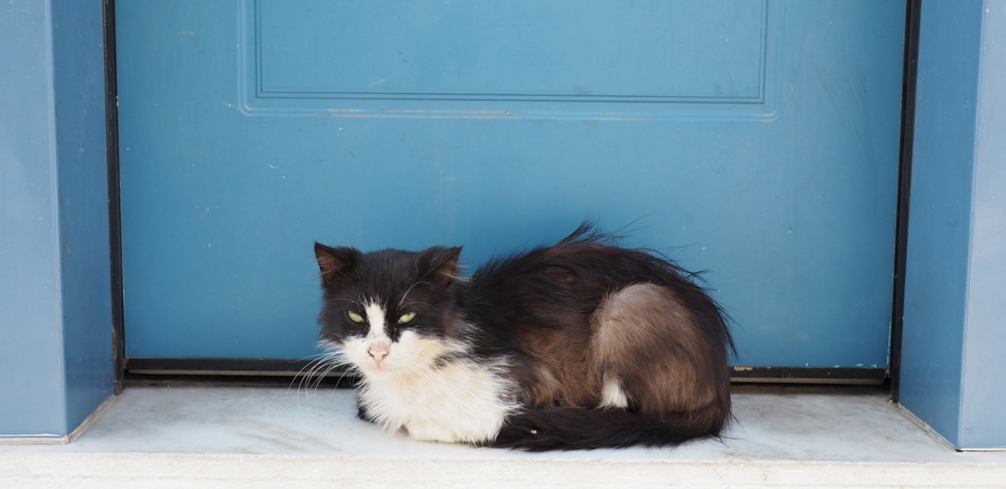 Svakoj životinji je potrebna ljubav: Kako se oseća mačka kada je ostavite samu u kući?