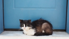 EVO ŠTA ZNAČI KAD VAM MAČKA DOĐE NA VRATA Nekima se uopšte neće svideti, ali nemojte je terati od kuće