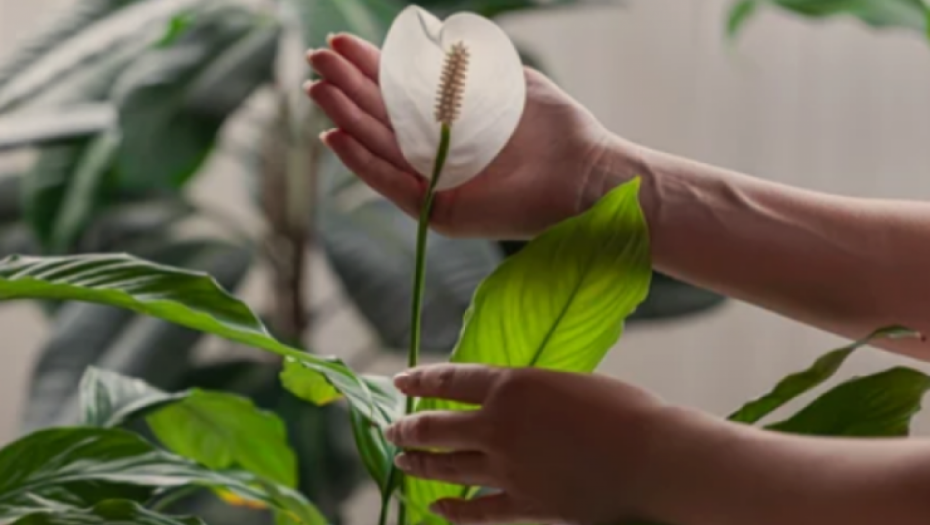 UZ POMOĆ JEDNOG SASTOJKA Cveće će vam trajati duže