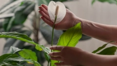 ZABORAVITE NA RUŽE Ova biljka ženama donosi najviše sreće