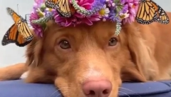 UPOZNAJTE PSA KOJEG VOLE LEPTIRI, ALI TO NIJE SVE Ovo je njuška koja je oduševila svet (VIDEO)