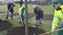 "SADIŠA" OPET NA ZADATKU! Vesić prisustvovao presađivanju stabala, drveće nastavlja da živi, a samo tako Beograd pobeđuje! (FOTO/VIDEO)