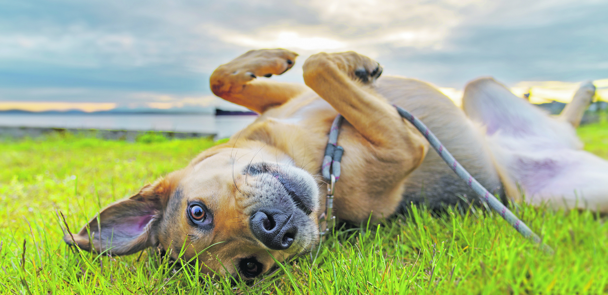 MOGU IZAZVATI OZBILJNE ZDRAVSTVENE PROBLEME Krpelji i buve nisu samo opasnost po ljude već i za vaše ljubimce