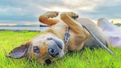 MOGU IZAZVATI OZBILJNE ZDRAVSTVENE PROBLEME Krpelji i buve nisu samo opasnost po ljude već i za vaše ljubimce