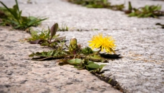 Iskoristite sastojke iz vaše kuhinje: Napravite sredstvo prostiv korova