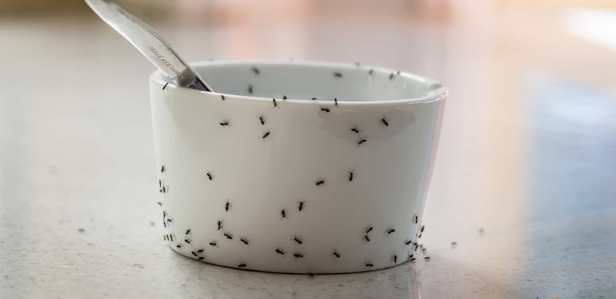 KOŠTA JEDVA 50 DINARA, A ČINI ČUDA Rastvor od kojeg mravi beže kao ludi