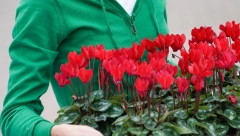 Ova biljka je simbol iskrenosti, ljubavi, sigurnosti i sreće: Kako da vam ciklama cveta i naredne godine