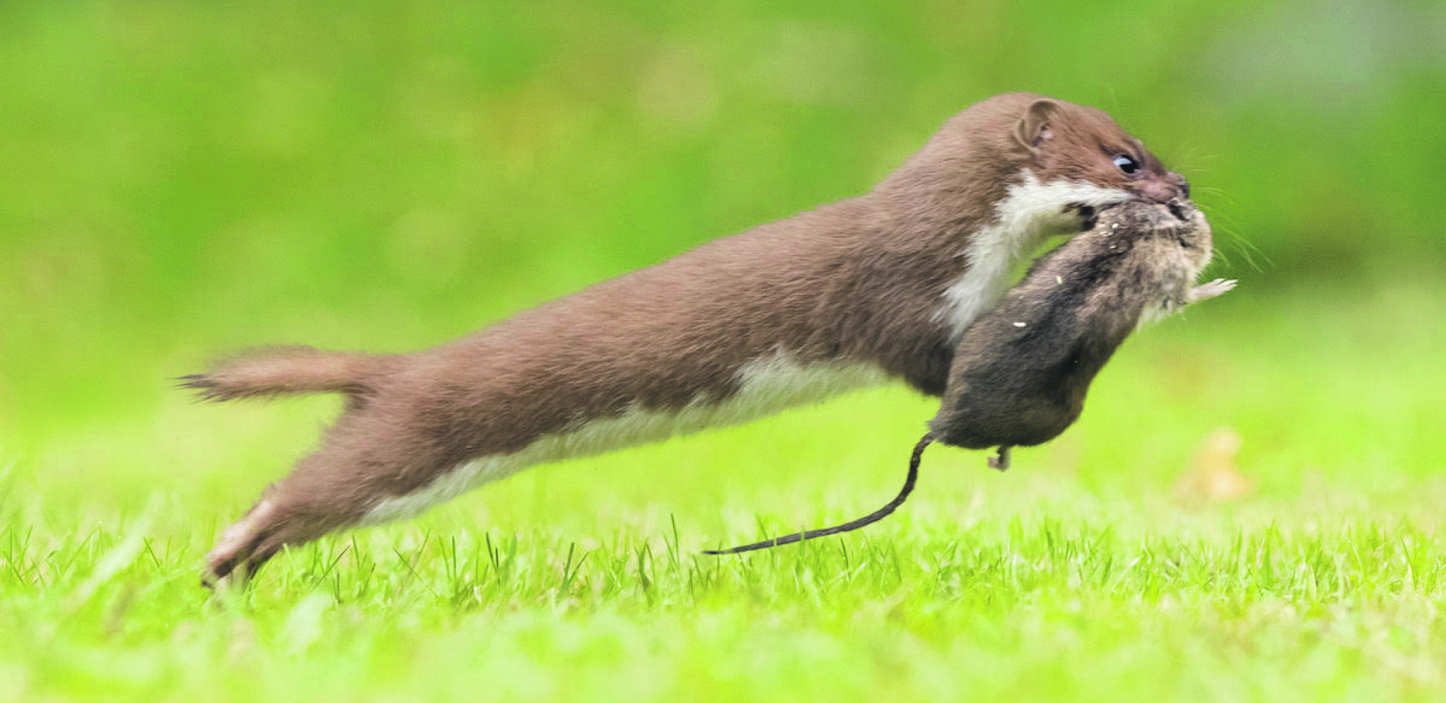 FOTO DANA U divljini svaki trenutak nosi posebno uzbuđenje i lovcu i lovini