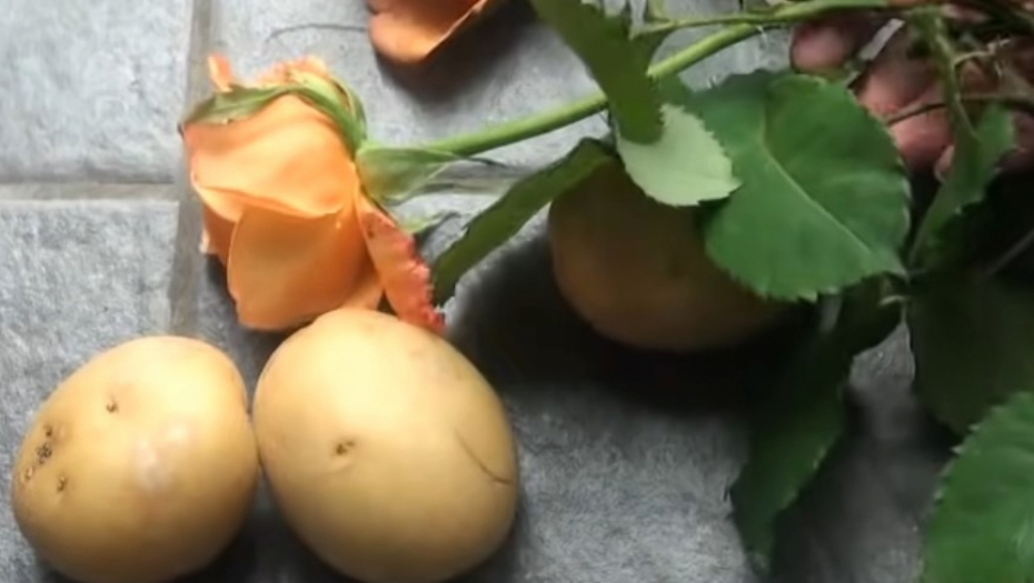 KAKO DA SPREČITE KLIJANJE KROMPIRA Jedna voćka će vam rešiti problem