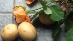 KAKO DA SPREČITE KLIJANJE KROMPIRA Jedna voćka će vam rešiti problem